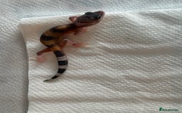 Gecko reptiles for sale: White and yellow Mack snow het eclipse  - Image 2