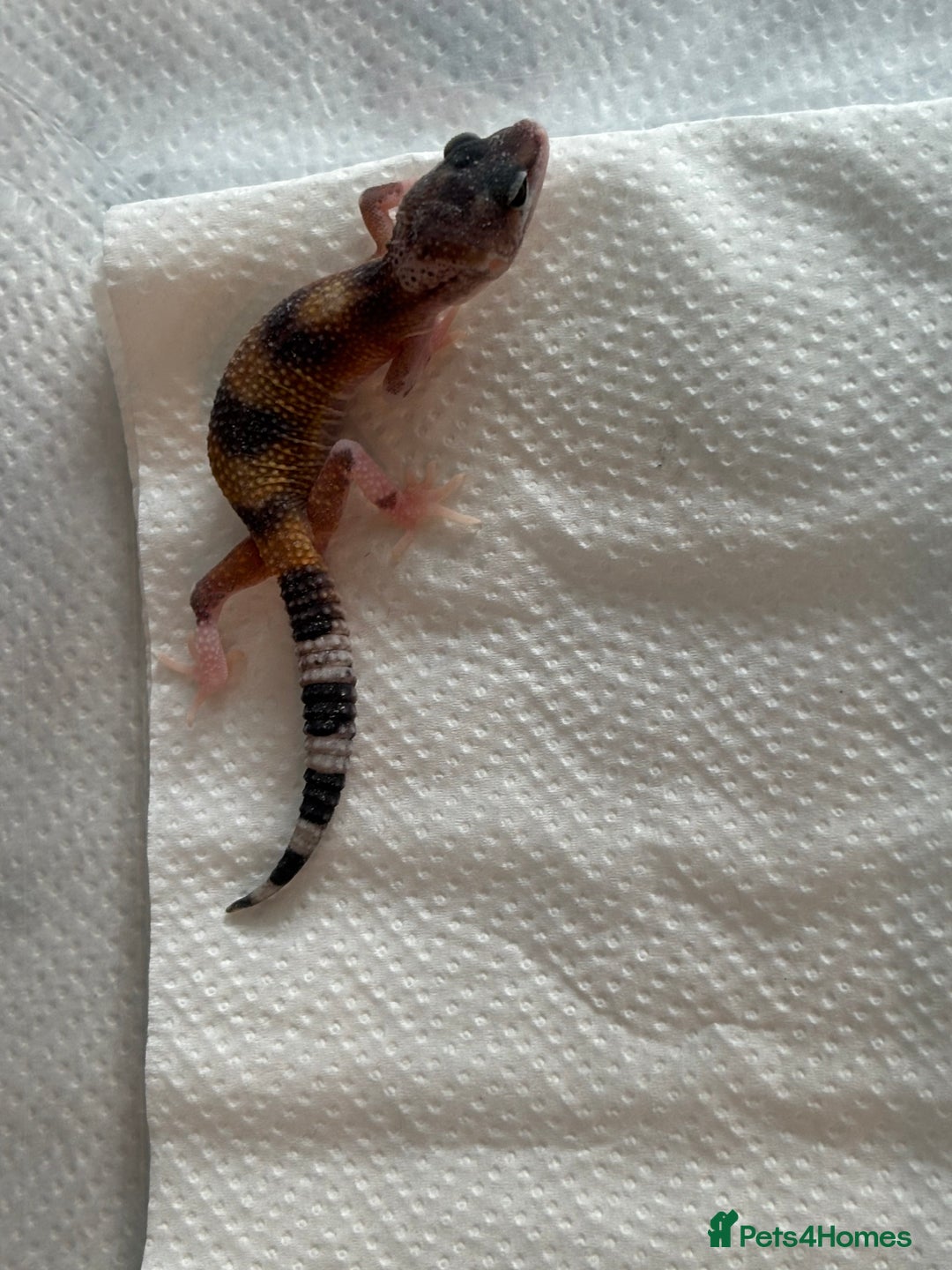 Gecko reptiles for sale: White and yellow Mack snow het eclipse  - Image 2