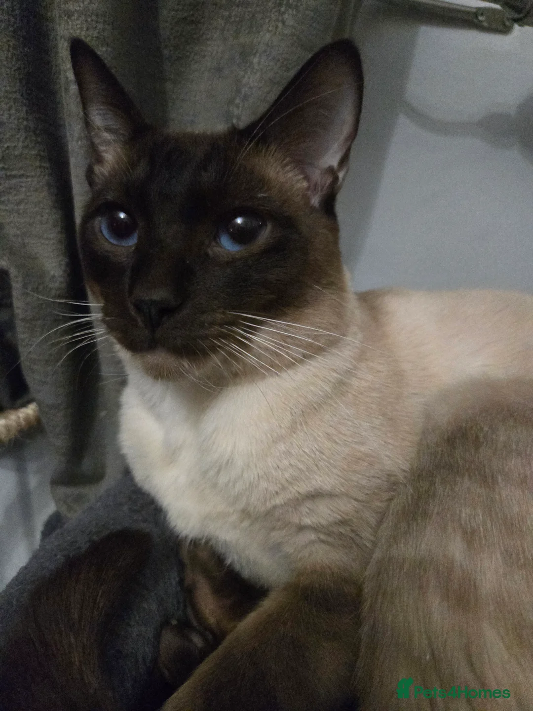 Siamese cats for sale: Beautiful siamese boys and girls  - Advert 26