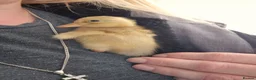Ducks poultry for sale: One little saxony duckling looking for a home - Advert 3