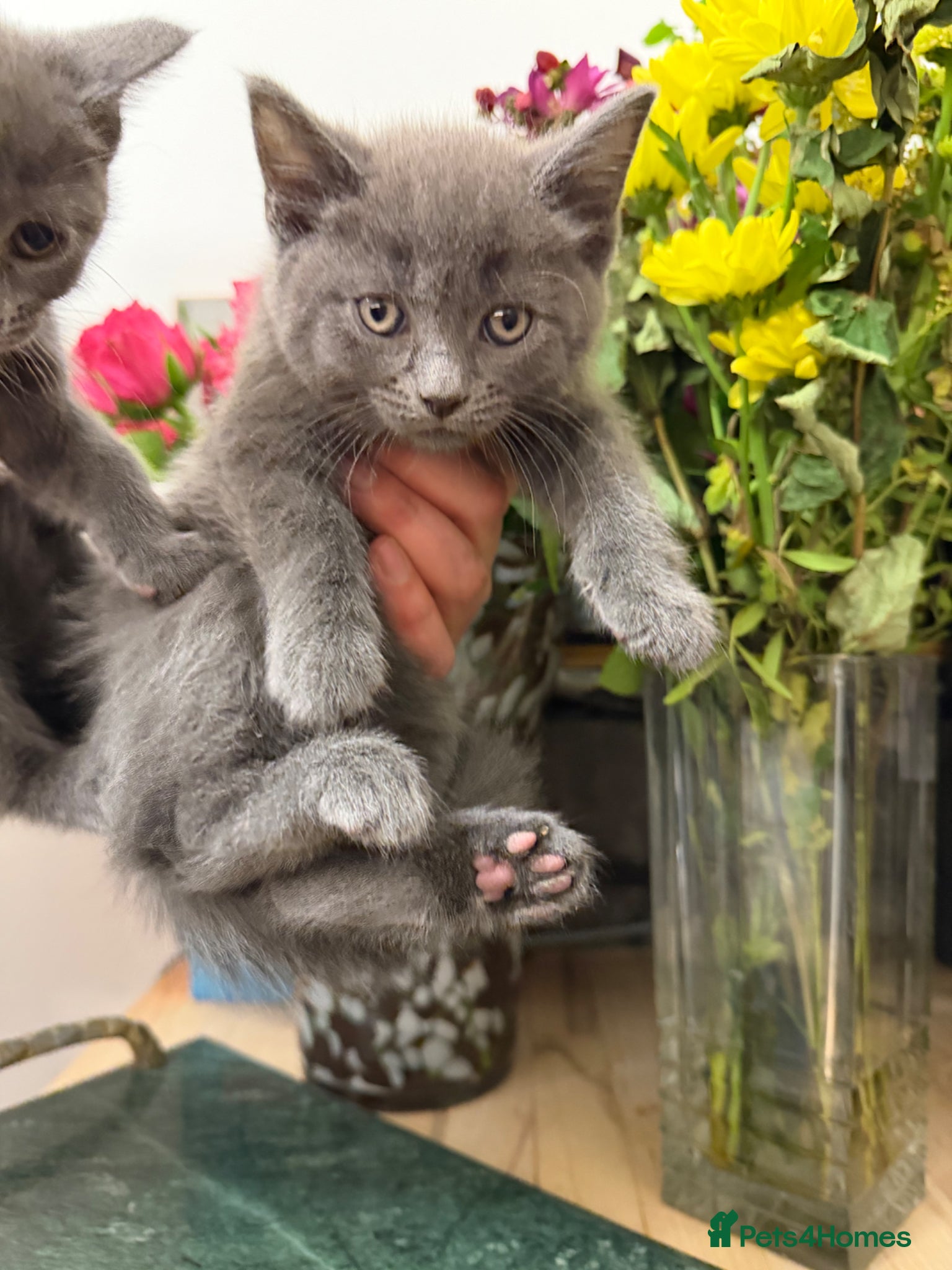 Mixed Breed cats Kittens  - Advert 2