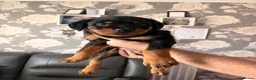 Rottweiler dogs for sale: Beautiful female Rottweiler pup - Advert 6
