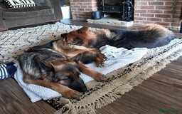 German Shepherd dogs for sale: Beautiful purebred German shepherd puppies - Image 37