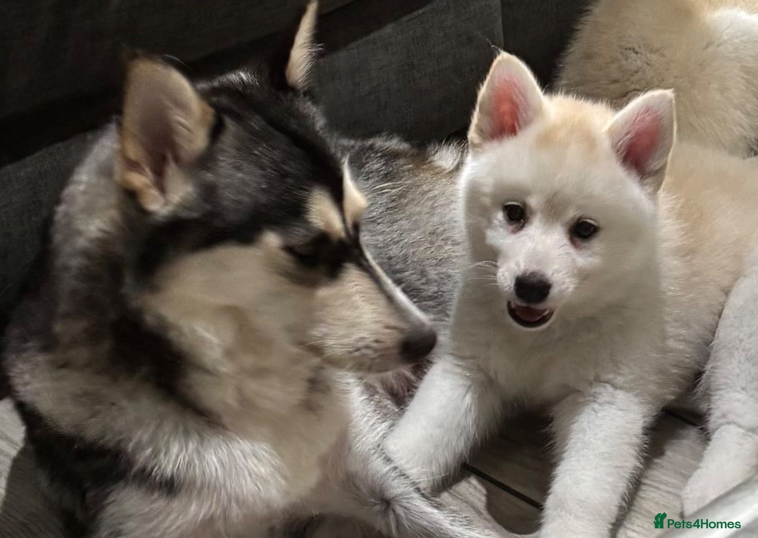 Pomsky dogs Last gorgeous boy left f3 pomsky - Advert 10