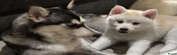 Pomsky dogs for sale: Last gorgeous boy left f3 pomsky - Advert 1