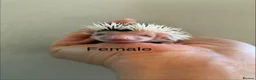 Pygmy Hedgehog rodents for sale: Gorgeous litter for Sale!  - Advert 12