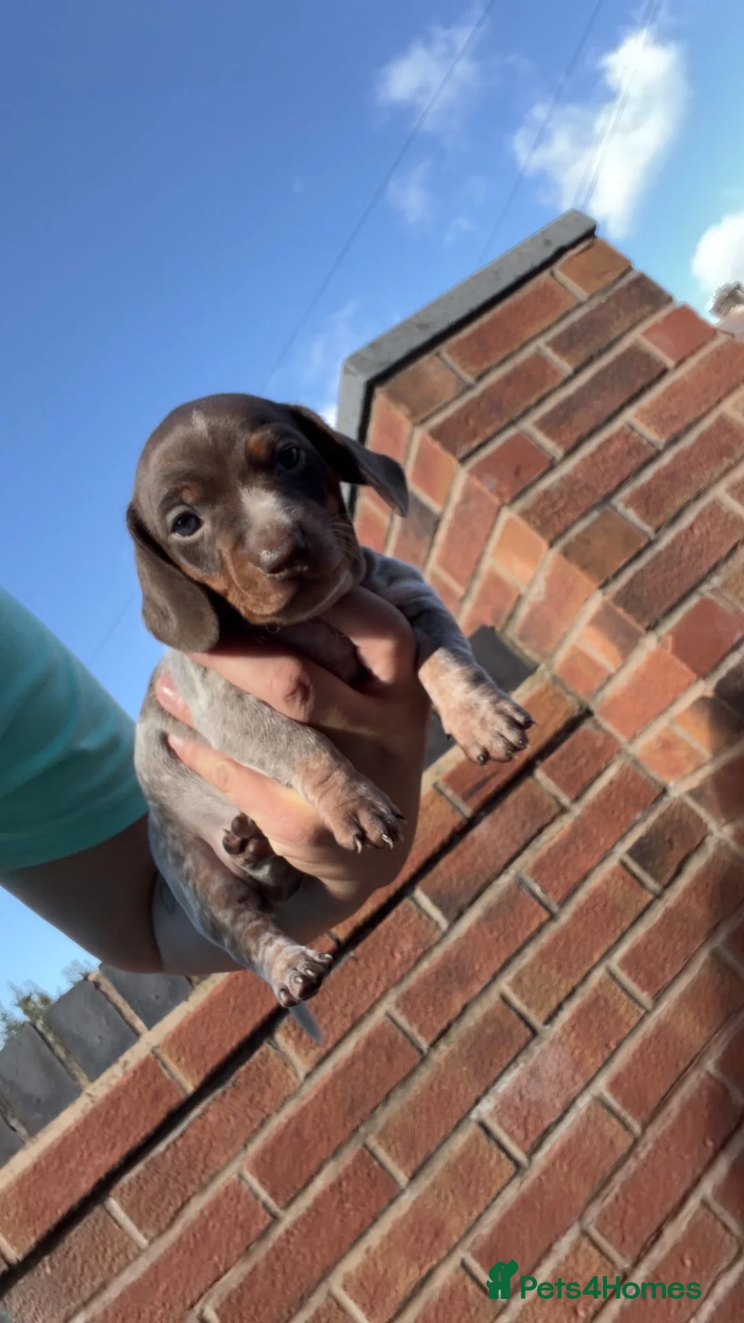 Miniature Dachshund dogs for sale: Miniature dachshund  in Saint Helens - Advert 7