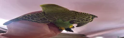 Budgerigars birds for sale: Baby Budgies Inverness in Inverness - Advert 1