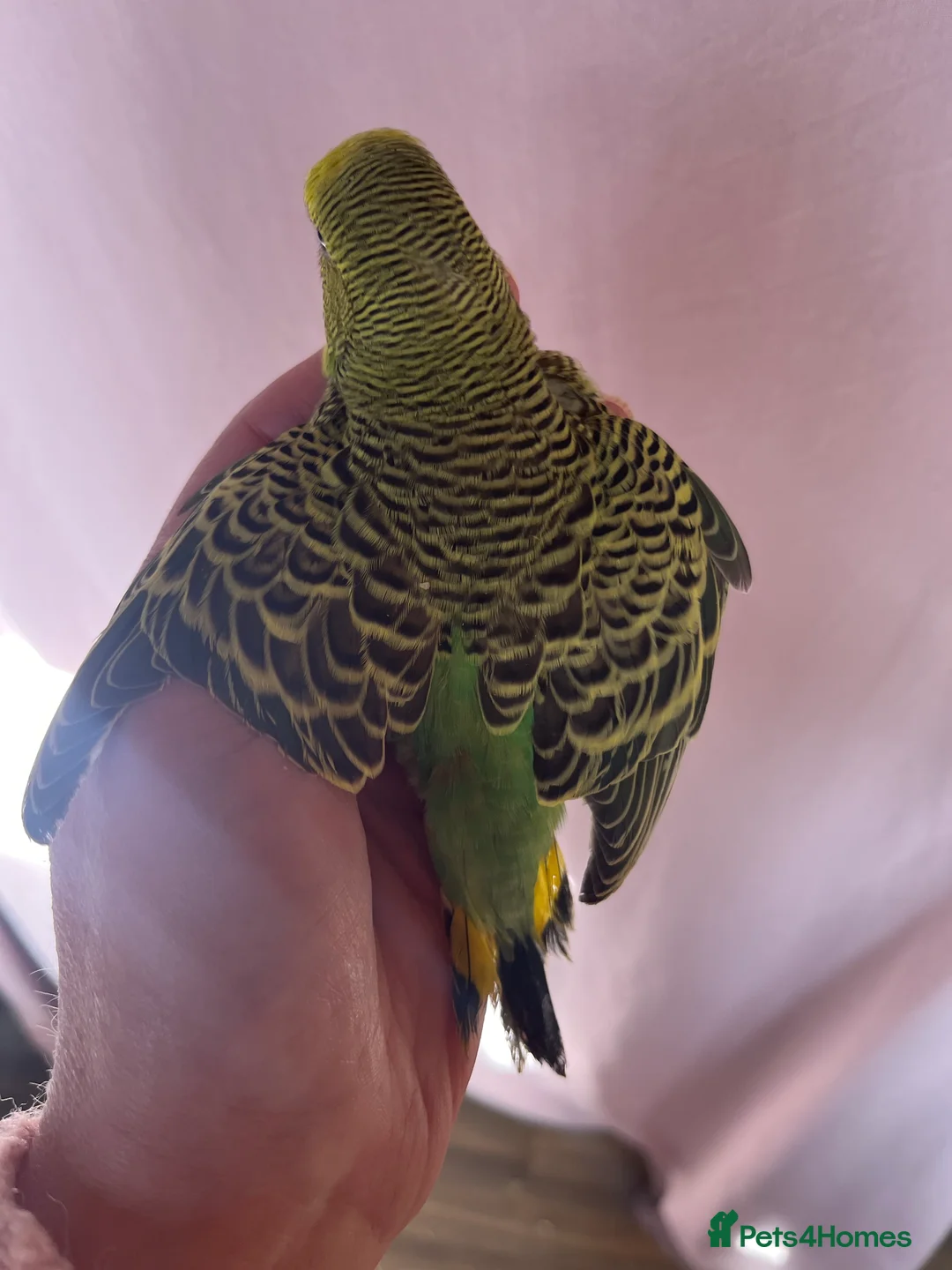 Budgerigars birds for sale: Baby Budgies Inverness in Inverness - Advert 1
