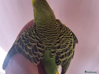 Budgerigars birds Baby Budgies Inverness - Advert 2