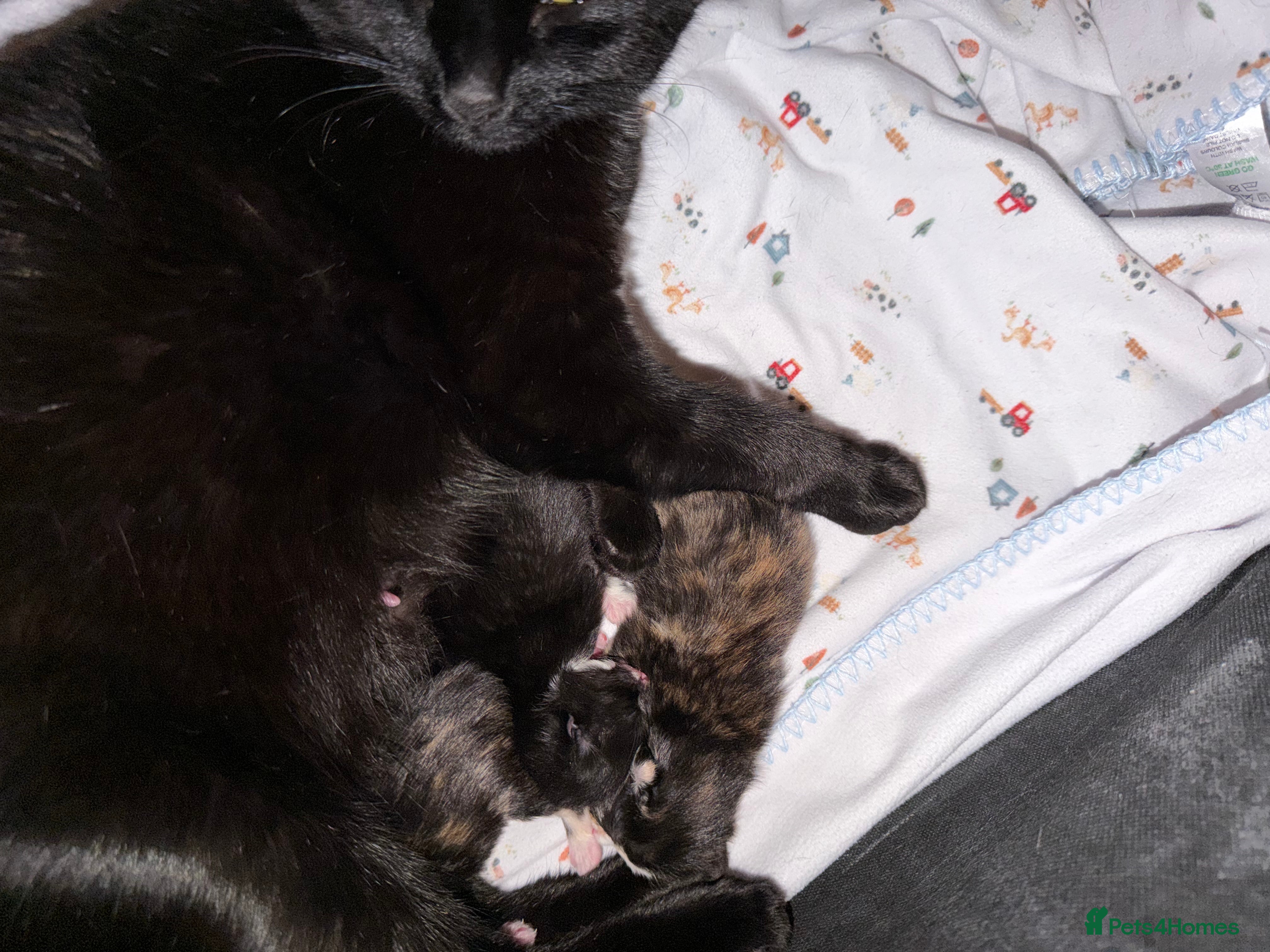 Bombay cats 1 black boy available  - Advert 5