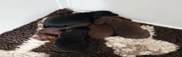 Miniature Dachshund dogs for sale: Stunning KC Registered Longhaired Mini Dachshunds - Advert 8