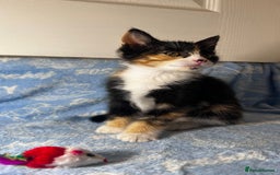 Mixed Breed cats for sale: 3 Lovely Kittens - Image 15