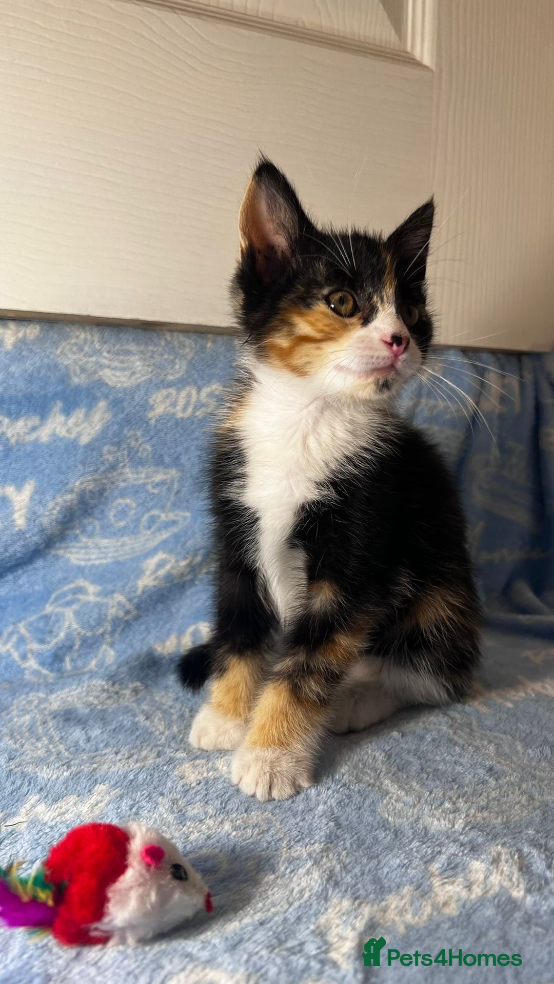 Mixed Breed cats for sale: 3 Lovely Kittens - Image 15