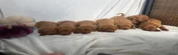 Labrador Retriever dogs for sale: Exceptional Fox Red Labrador Puppies  - Advert 5