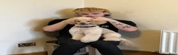Toy Poodle dogs for stud: Lovely Apricot Boy for Stud - Advert 4