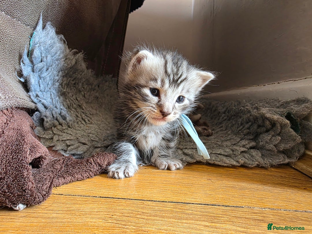 Maine Coon cats for sale: Beautiful 3/4 maincoon kittens  - Image 6
