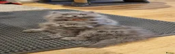 British Longhair cats for sale: Adorable British Blue longhair kittens - Advert 8