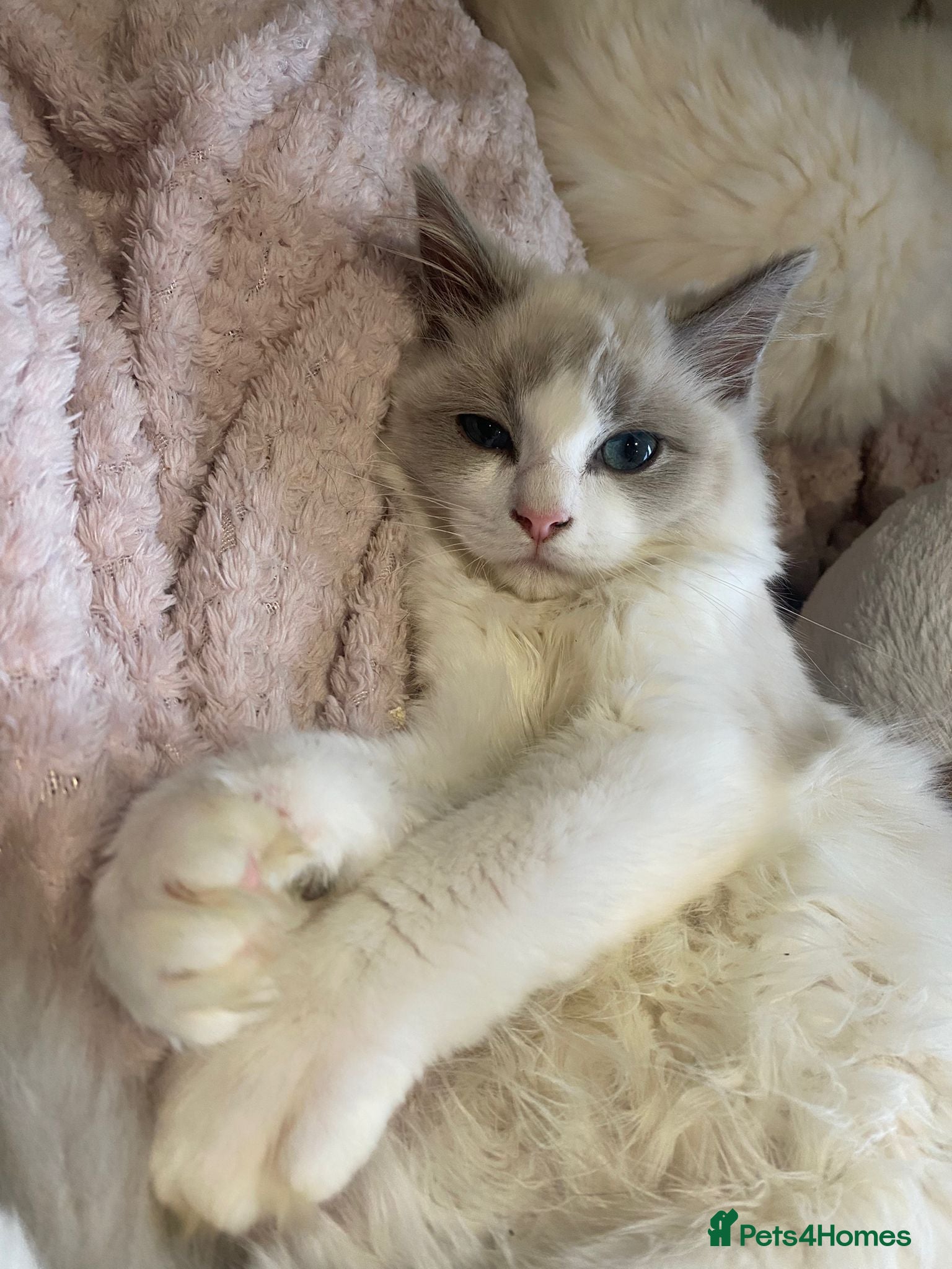 Ragdoll cats Last two siblings to go cheribim Ragdolls - Advert 1