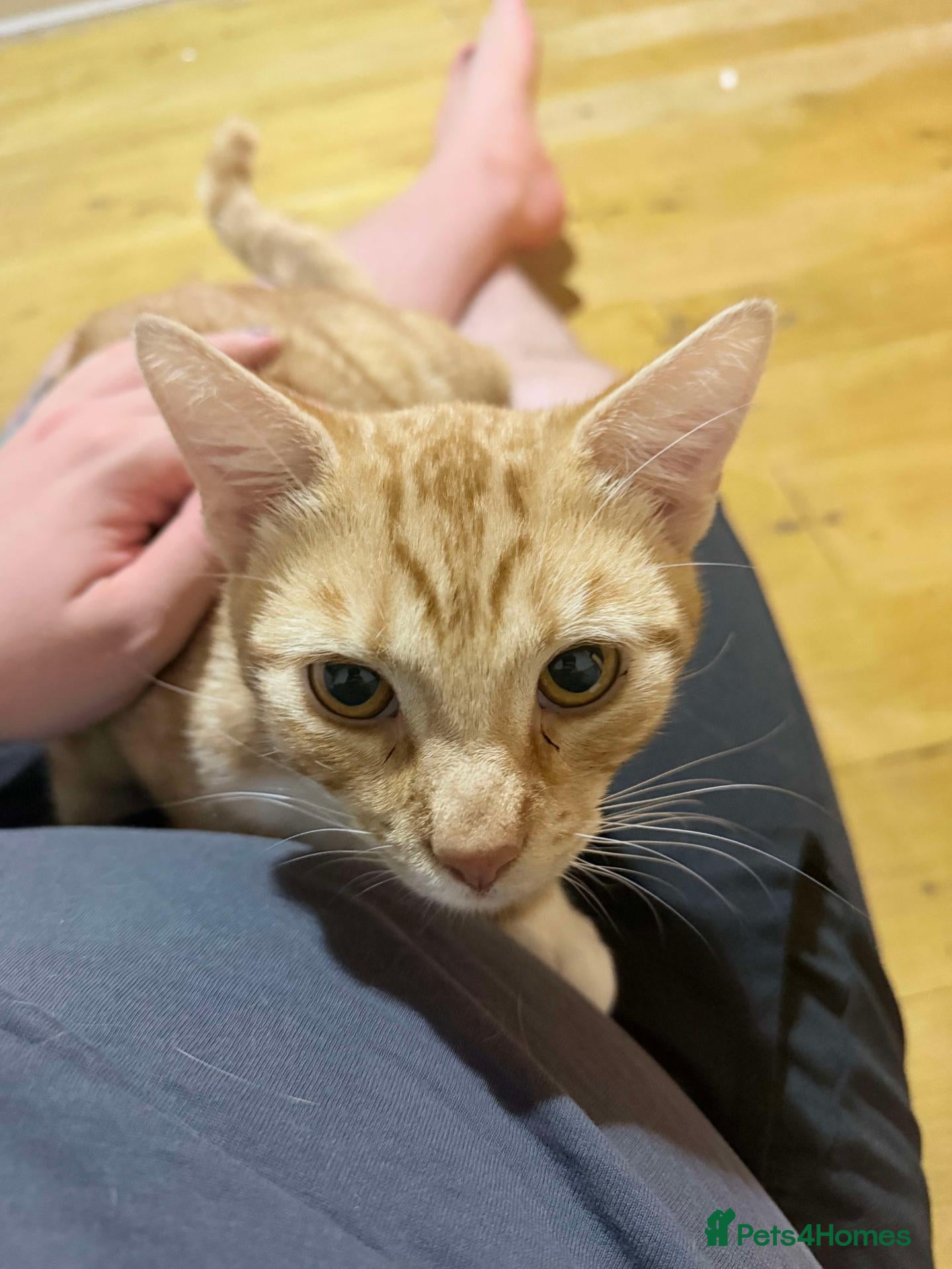 Domestic Shorthair cats for sale: A lovely boy Fry up for re-homing - Advert 2