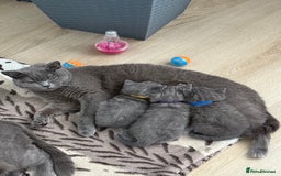 British Shorthair cats for sale: British shorthair kittens “Ready now” - Image 13