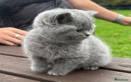 British Shorthair cats for sale: 2 left ready for new home this Saturday  - Advert 3