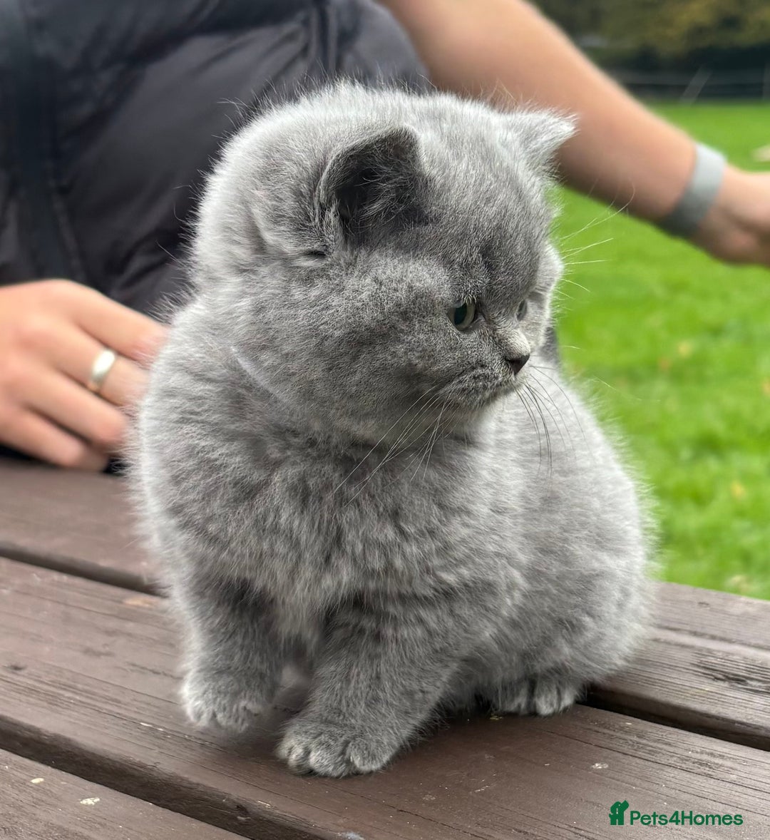 British Shorthair cats for sale: 2 left ready for new home this Saturday  - Advert 3