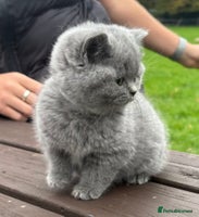 British Shorthair cats - Advert 15