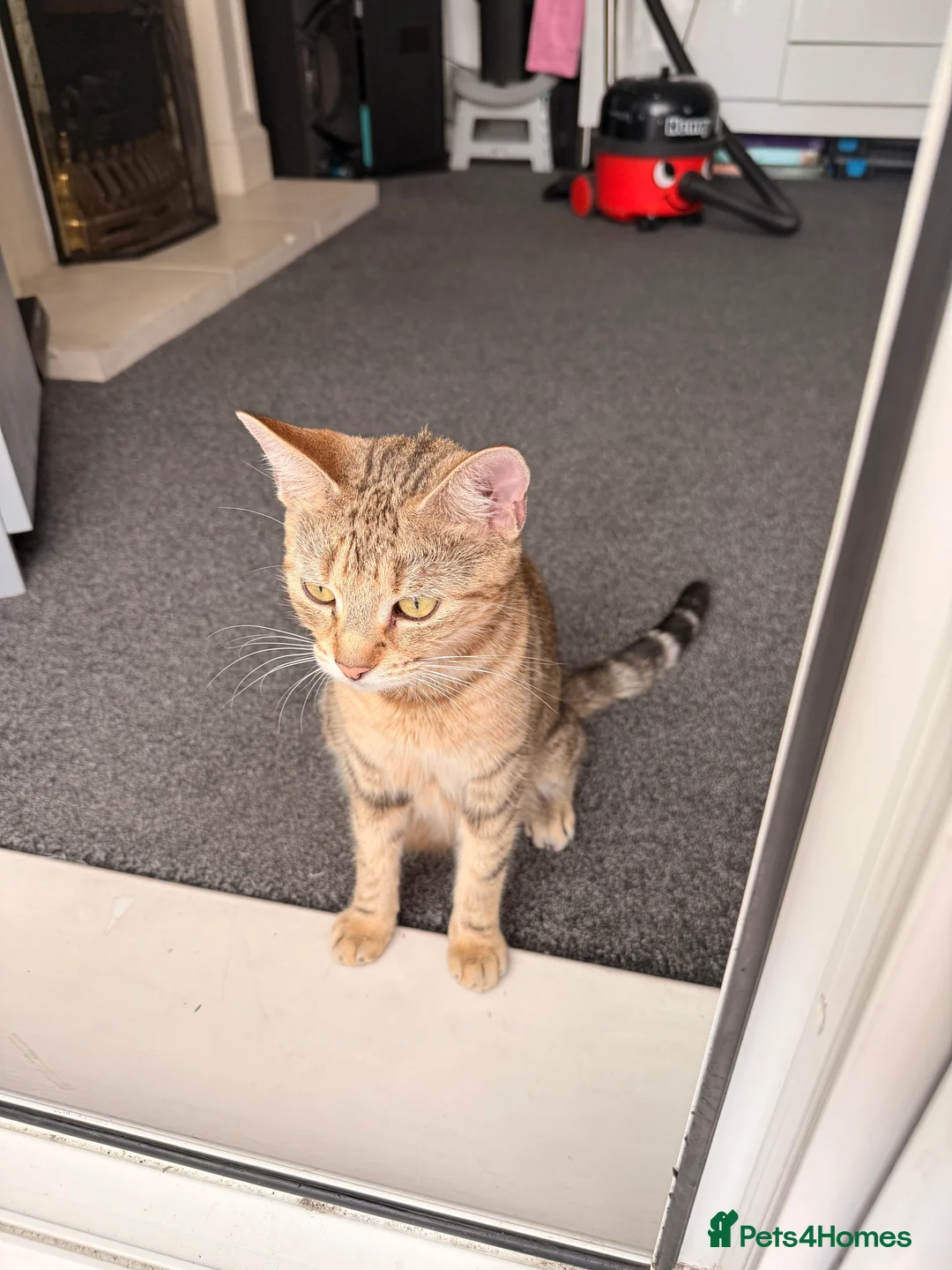 British Longhair cats for sale: Beautiful tabby kittens for sale - ready to go now - Advert 2