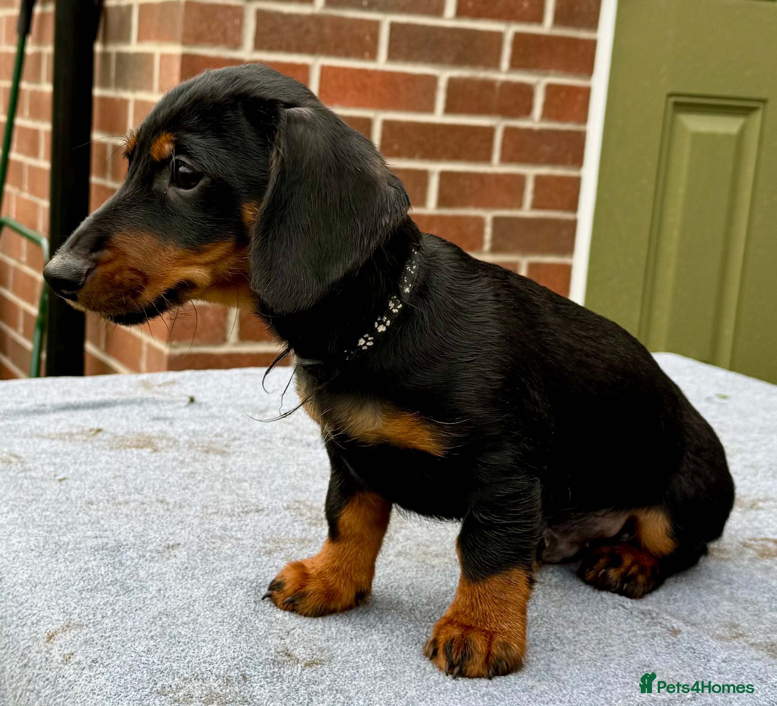 Dachshund dogs Dachshund puppies standard sized Teckel X - Advert 1