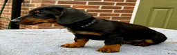 Dachshund dogs for sale: Dachshund puppies standard, wired-haired & smooth - Advert 1