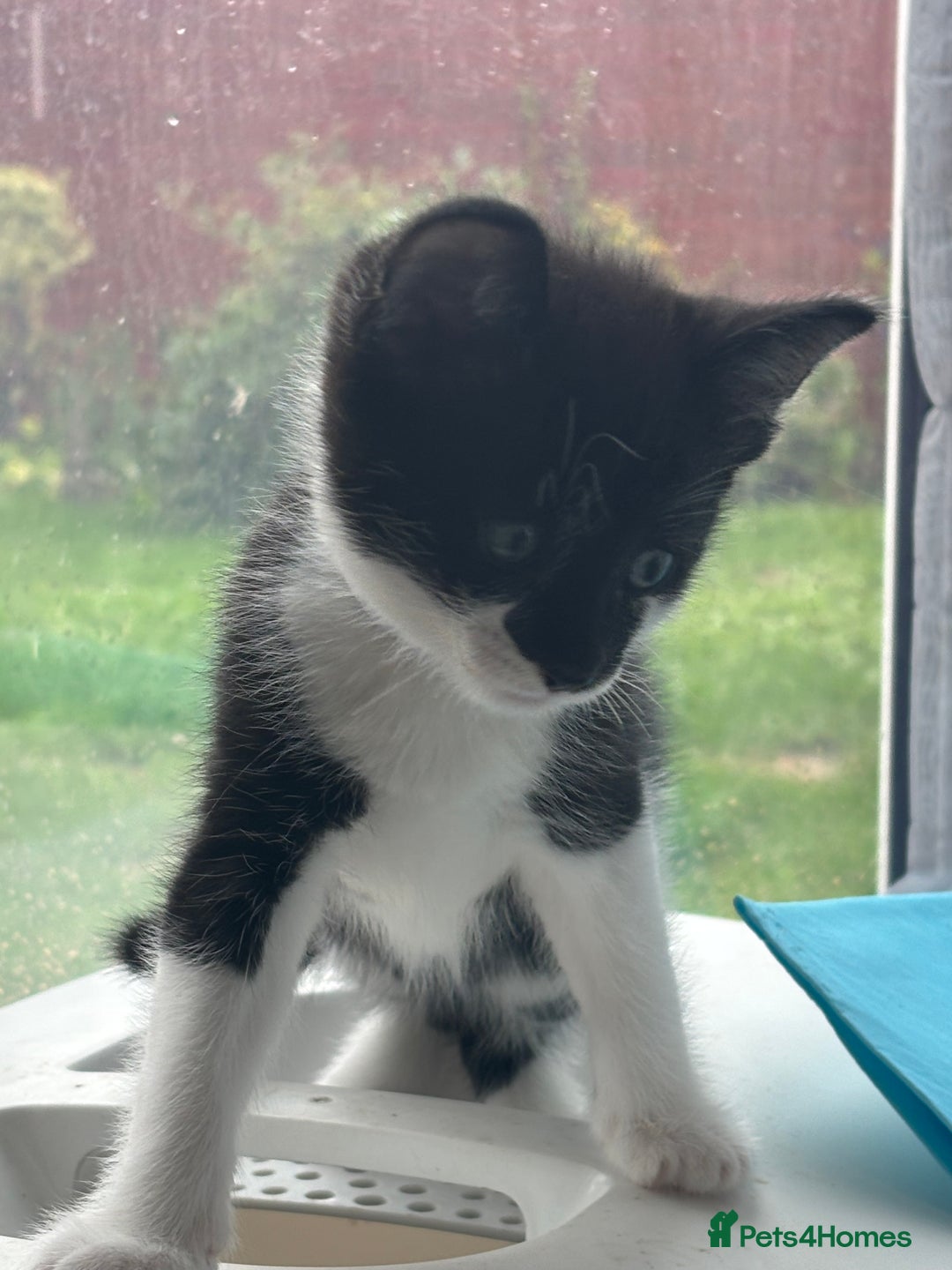 Mixed Breed cats for sale: Stunning litter of 7 kittens - Image 17