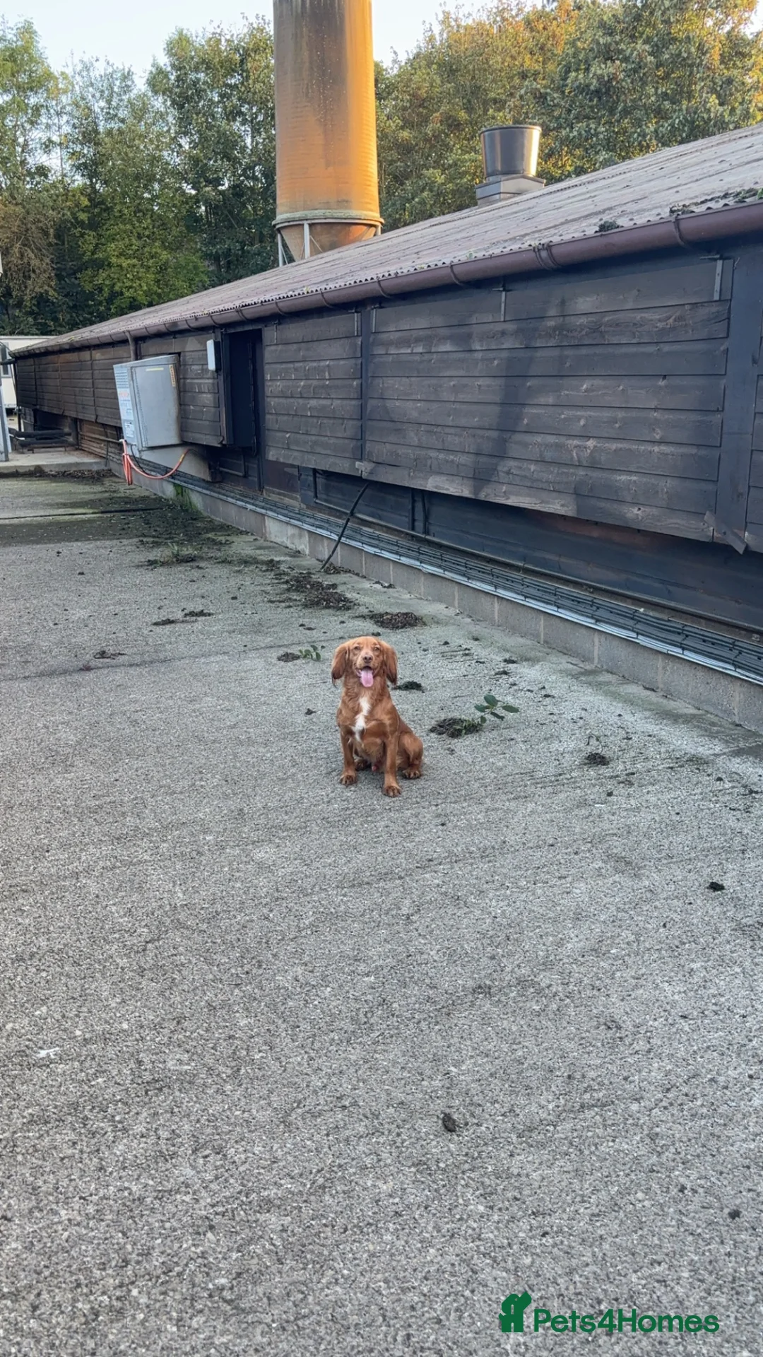 Cocker Spaniel dogs for stud: Working fox red cocker spaniel stud.  in Driffield - Advert 5