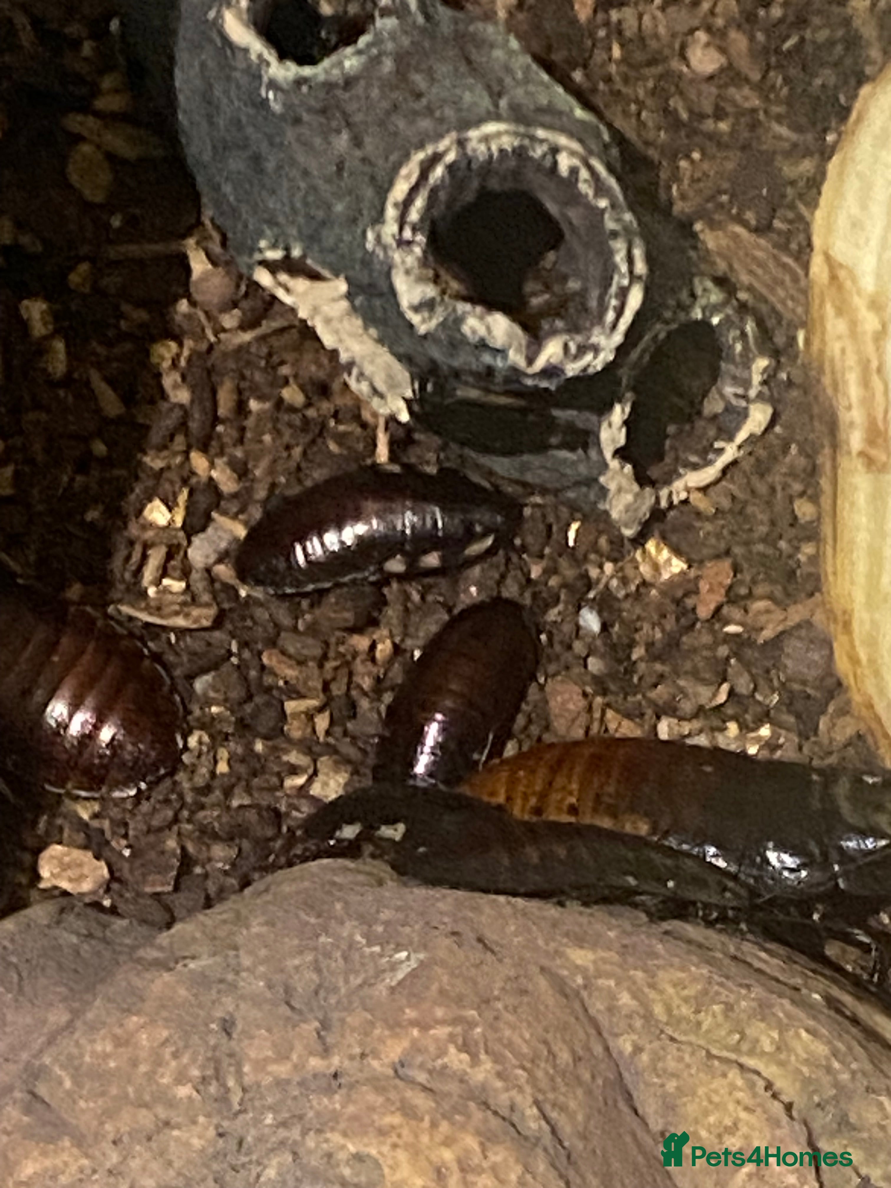 Mixed Breed reptiles Madagascan Hissing Cockroaches (Adults and Babies) in Cambridge - Advert 1