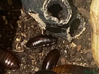 Mixed Breed reptiles Madagascan Hissing Cockroaches (Adults and Babies) in Cambridge - Advert 1