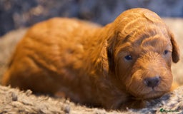 Cavapoo dogs for sale: Gorgeous F1B Fox Red Cavapoo Puppies - Image 25