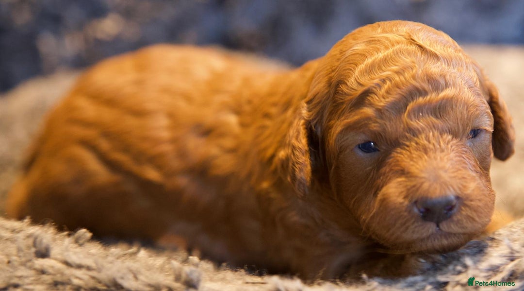 Cavapoo dogs for sale: Gorgeous F1B Fox Red Cavapoo Puppies - Image 25