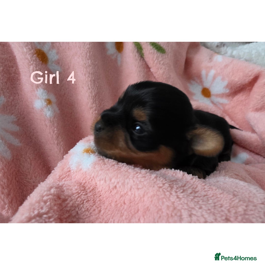 Yorkshire Terrier dogs for sale:  KC Yorkie Puppies🐶❤️ Sired by English Champion🏆 - Advert 6