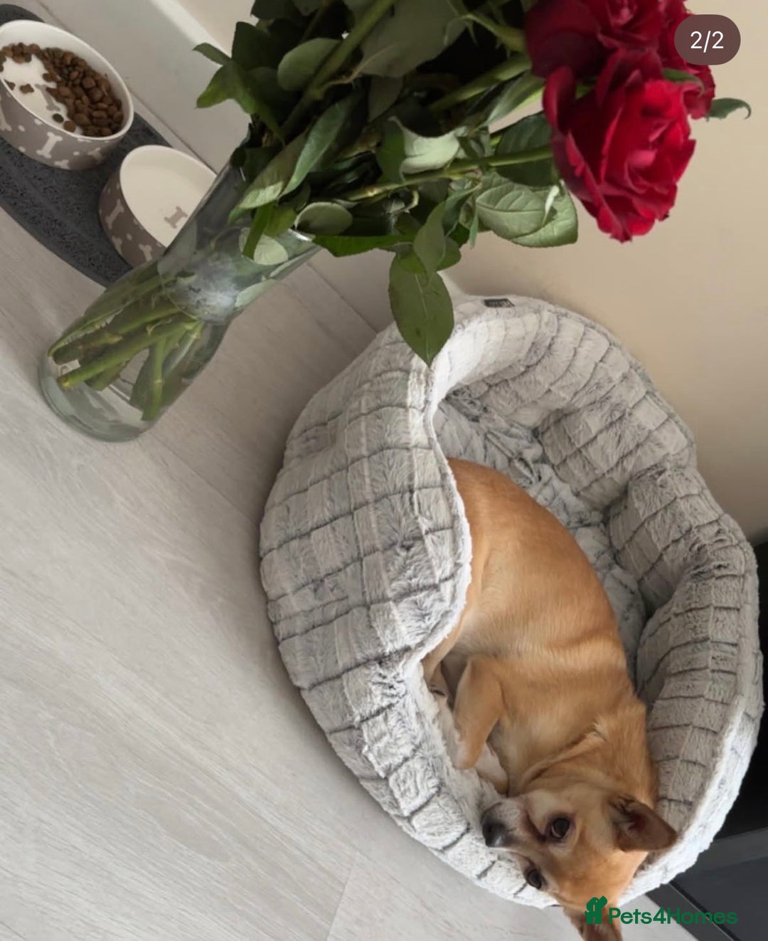 Chihuahua dogs for sale: Chihuaha for rehoming  - Advert 3