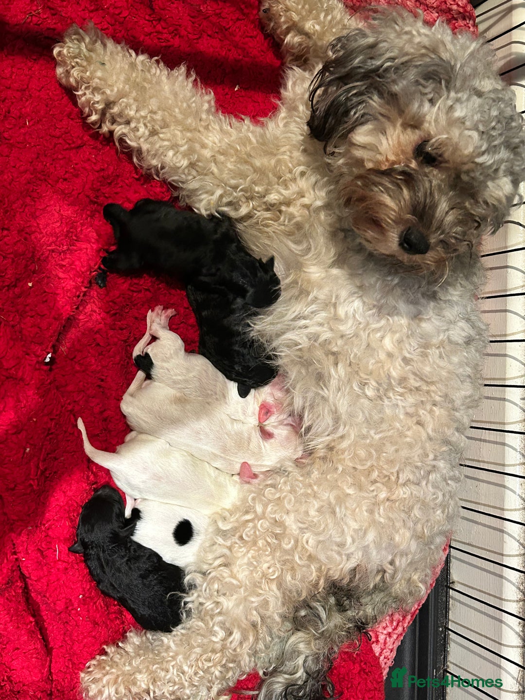 Shihpoo dogs for sale: Stunning Shihpoo x Sproodle puppies - Image 5