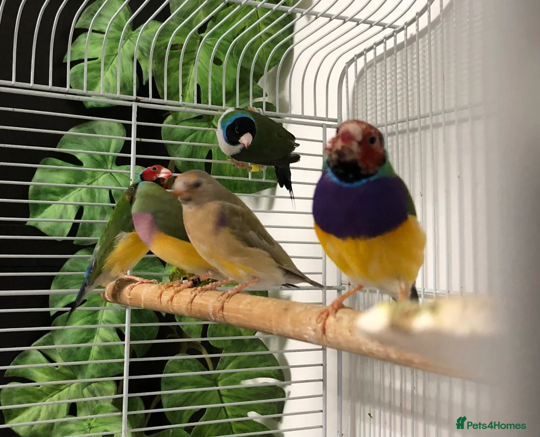 Finches birds for sale: Gouldian finches - Advert 2
