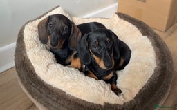 Miniature Dachshund dogs for sale: Miniature Dachshunds – 9 Months Old (Sisters) - Image 1