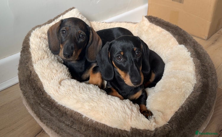 Miniature Dachshund dogs - Advert 7