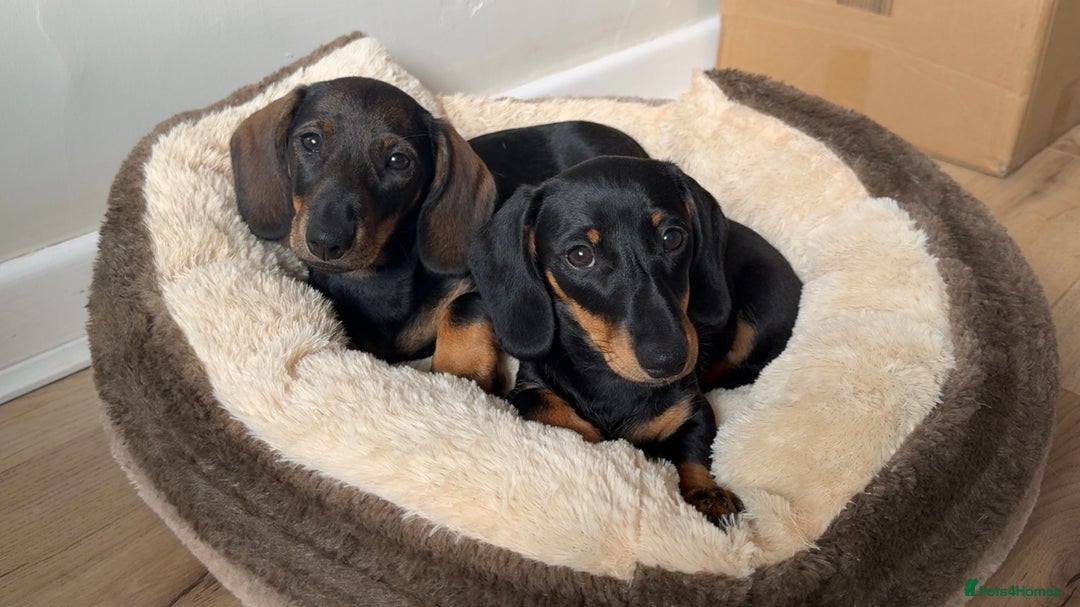 Miniature Dachshund dogs for sale: Miniature Dachshunds – 9 Months Old (Sisters) - Image 1
