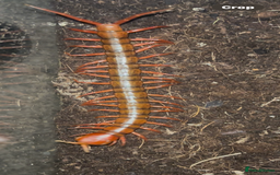 Centipedes invertebrates for sale: Reduced £50 (Scolopendra) Giant Chinese Centipede  - Image 2