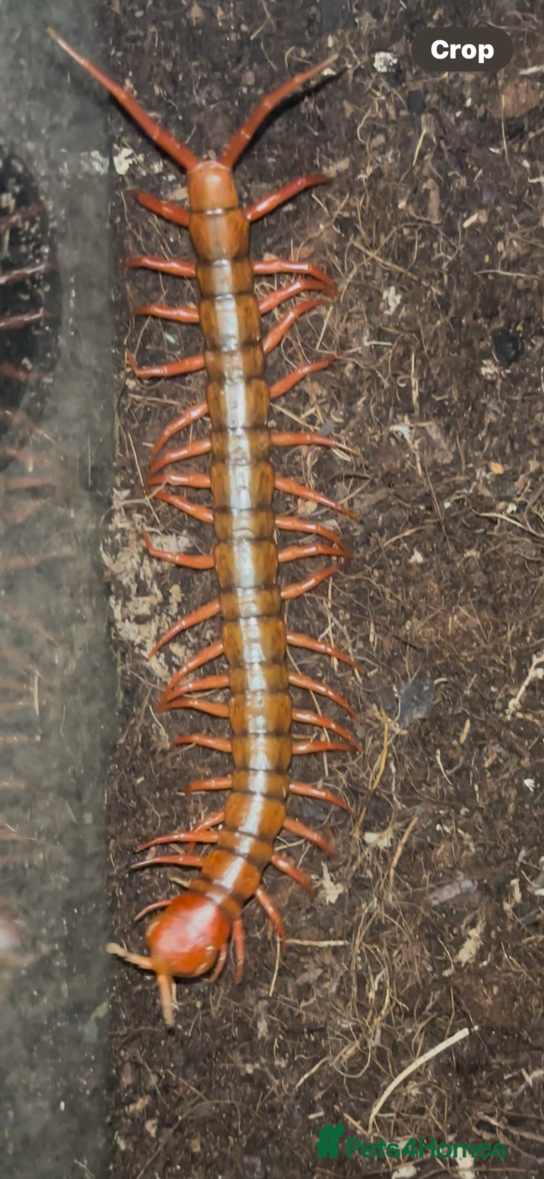 Centipedes invertebrates for sale: Reduced £50 (Scolopendra) Giant Chinese Centipede  - Image 2