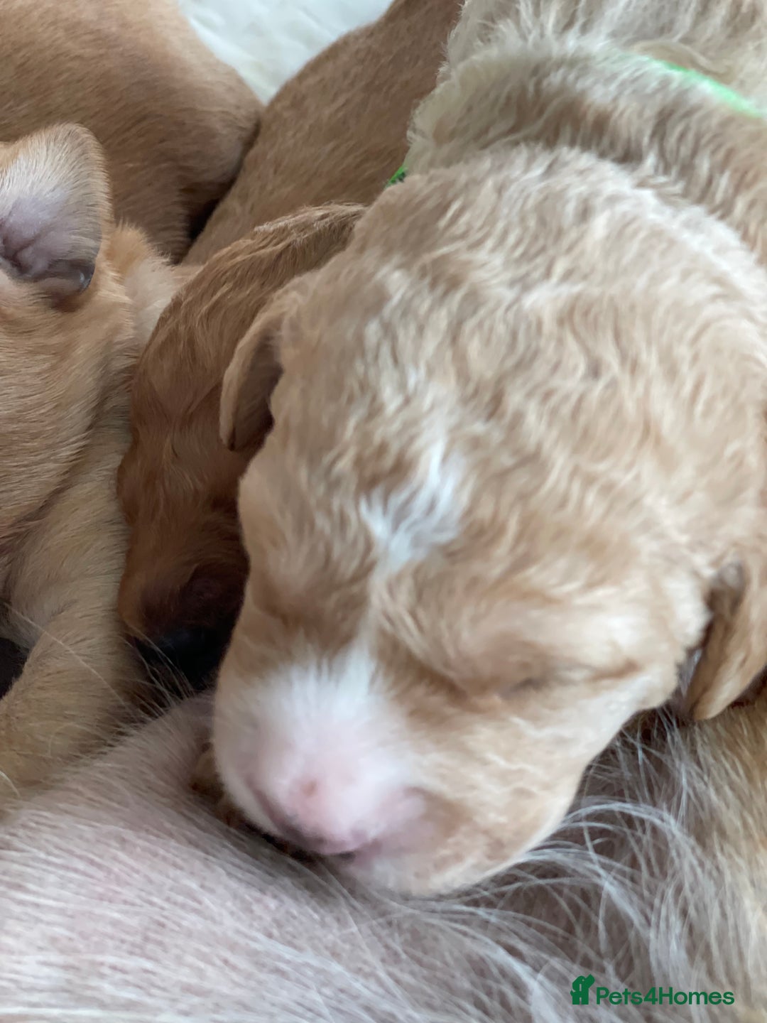 Australian Labradoodle dogs for sale: Australian Labradoodle Puppies F1b - Image 4