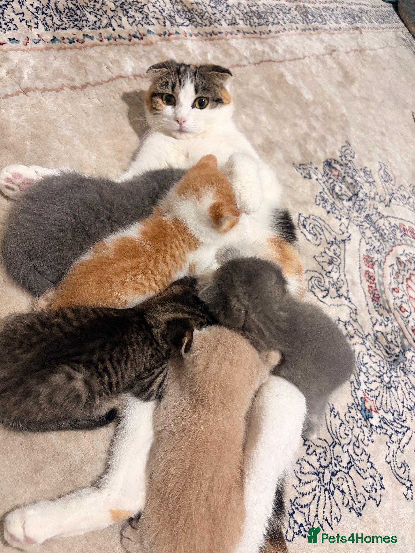 Mixed Breed cats Scottish Fold Kittens Looking for Loving Homes - Advert 1