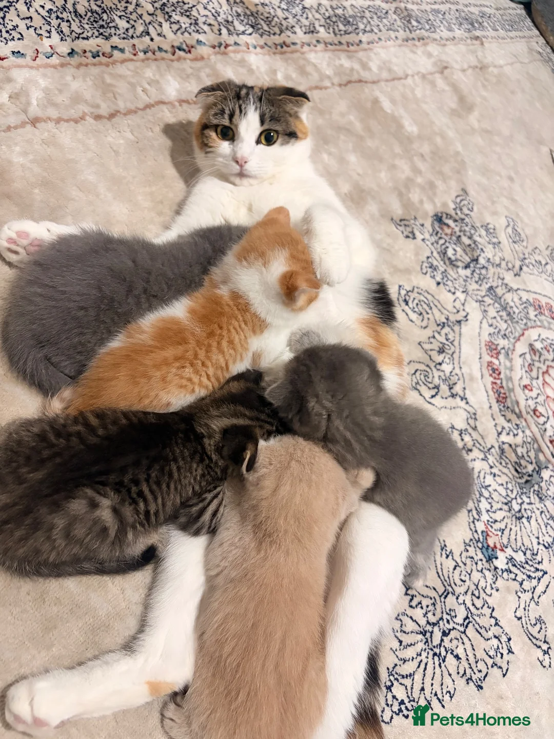 Mixed Breed cats for sale: Scottish Fold Kittens Looking for Loving Homes in London - Advert 1
