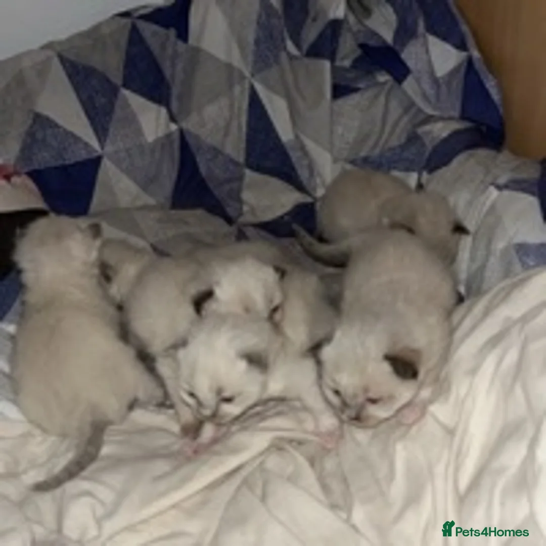 Ragdoll cats for stud: **LARGE STUD BIG LITTERS Bluepoint Stud Ragdoll in Batley - Advert 8